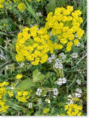 Blühend: Zypressenwolfsmilch (Euphorbia cyparissias)  und Feldsalat (Valerianella locusta)