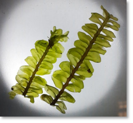 Das Lebermoos Plagiochila asplenioides unter der Stereolupe