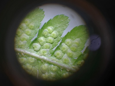 Sporenlager an der Blattunterseite des Gemeinen Wurmfarns (Dryopteris filix-mas)