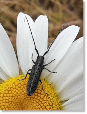 Weißstreifiger Distelbock (Agapanthia cardui) auf Margerite (Leucanthemum vulgare agg.). Foto: Maria A. Pfeifer