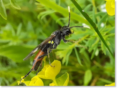 Zypressenwolfsmilch-Blattwespe (Tenthredo solitaria), Familie Tenthredinidae